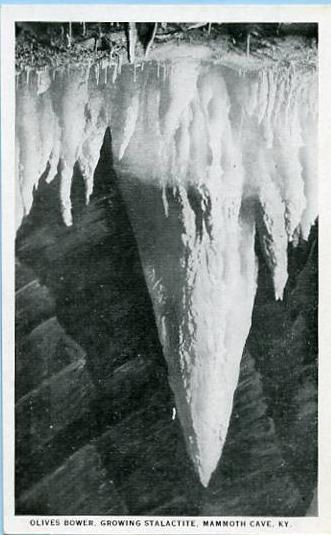 KY - Mammoth Cave, Olives Bower, Growing Stalactite