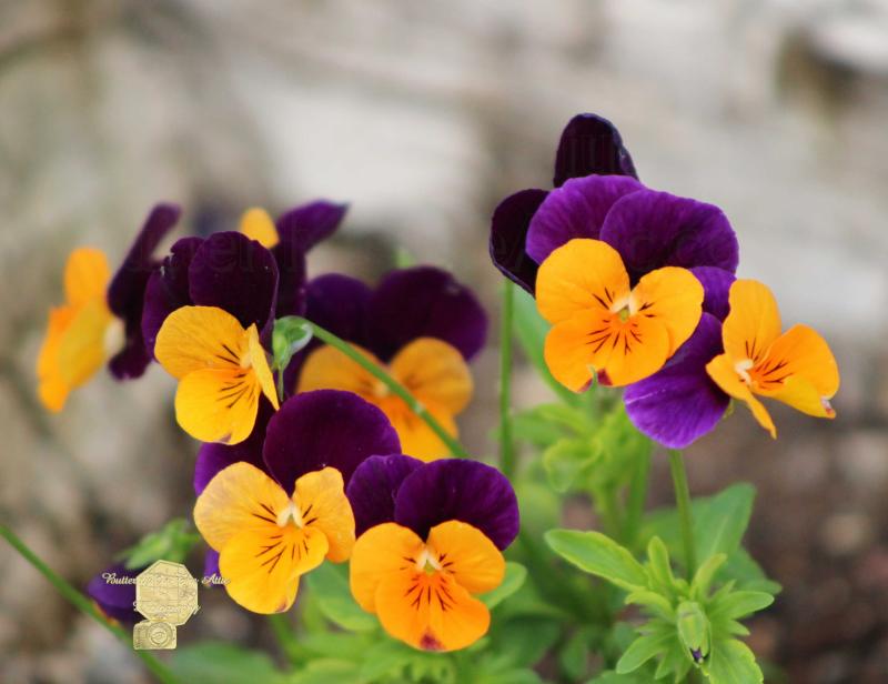 Handmade Postcard Set of 6, Close Up Of Cluster Of Purple And Yellow Pansies