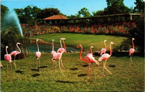 Parrot Jungle Miami Florida Flamingos Tropical Chrome Cancel WOB Postcard 