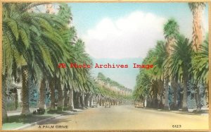 Fred Martin No 6123, RPPC, A Palm Drive, California, Hand Colored Gilded