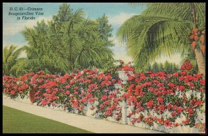 Crimson Bougainvillea Vine in Florida, Miami, Fla
