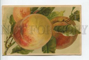 462036 Catharina KLEIN Peaches Vintage postcard Wezel #428