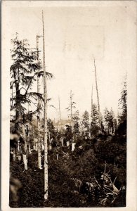 RPPC Skeleton Trees Beautiful Lake in Distance c1910 Real Photo Postcard I27