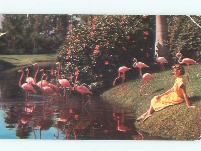 Pre-1980 WOMAN WITH PINK FLAMINGO BIRDS Miami Florida FL AD5682
