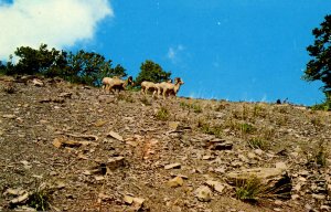 Canada - Alberta. Waterton Lakes Nat'l Park, Big Horn Sheep