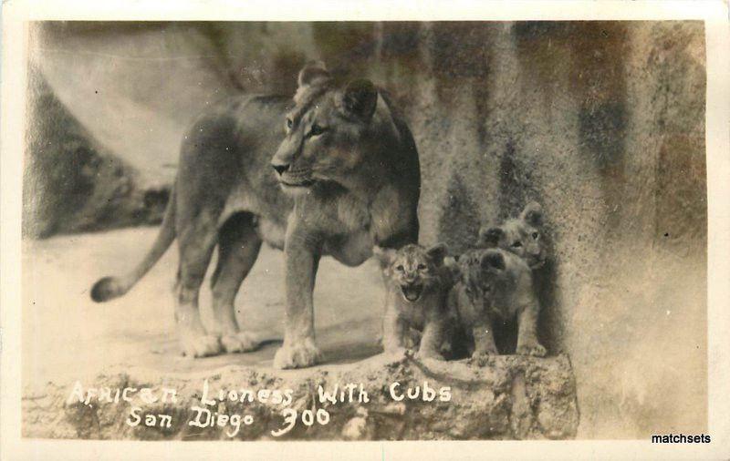 1930s SAN DIEGO CALIFORNIA Zoo African Lioness with Cubs RPPC postcard 275