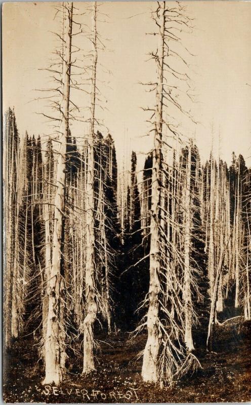 Silver Forest (sp) WA Mt. Rainier Park Trees Ashford Cancel RPPC Postcard E42