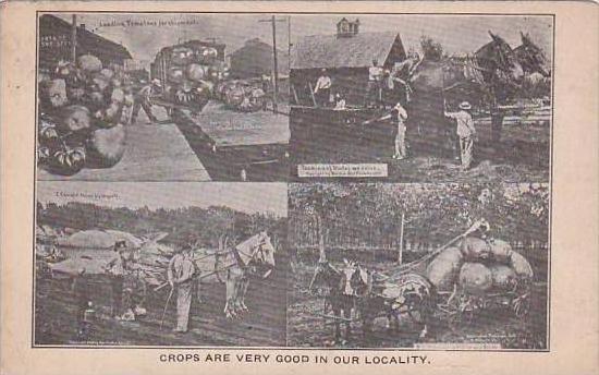 Giant Crops Multi View 1913