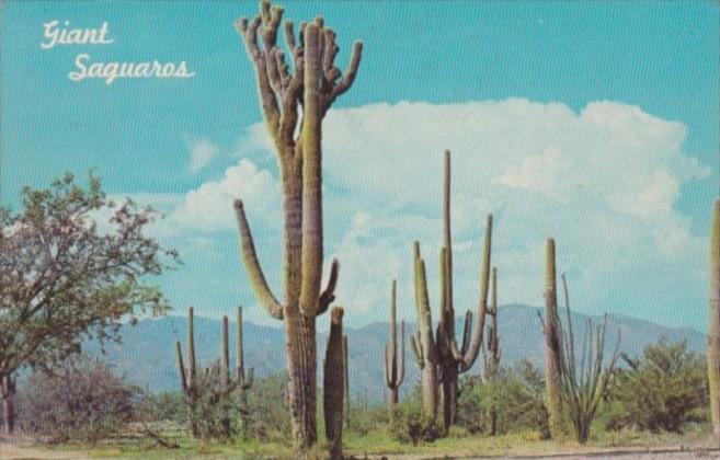 Cactus Giant Saguaro Cactus 1967