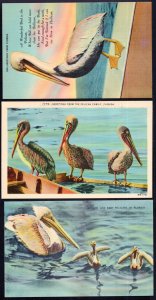 Lot of 3 Florida Pelican Family Mother and Babies Greetings From - LINEN