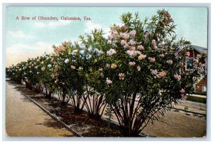 c1910's A Row Of Oleanders Flowers Galveston Texas TX Unposted Vintage Postcard