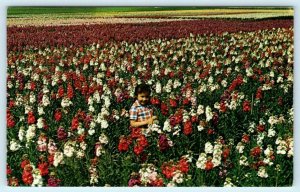 PHOENIX, AZ ~ Wholesale Growers SOUTH MOUNTAIN FLOWER GARDENS 1960  Postcard