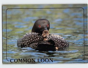 Postcard Common Loon, Minnesota