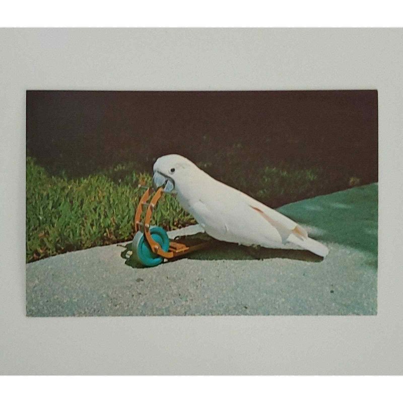 Tonto Cockatoo White Riding Scooter Parrot Jungle Miami Florida Postcard