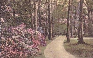 Magnolia Gardens Charleston South Carolina Handcolored Albertype 1926