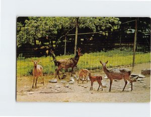 Postcard Sika Deer, National Zoological Park, Washington, District of Columbia