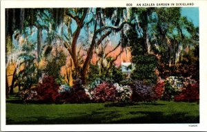 Vintage North Carolina Postcard - An Azalea Garden in Dixieland