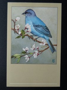 Bird Theme INDIGO FINCH c1950s Postcard by P. Sluis / Series 1 No.11
