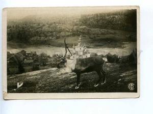 226078 RUSSIA MURMANSK village Umba reindeer Soyuzfoto vintage