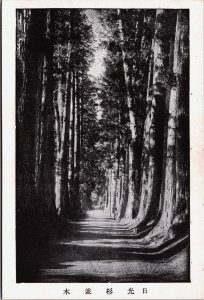 Japan Kōchi Forest Vintage Postcard C206