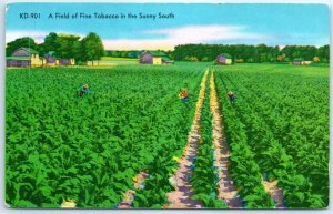 Postcard - A Field of Fine Tobacco in the Sunny South