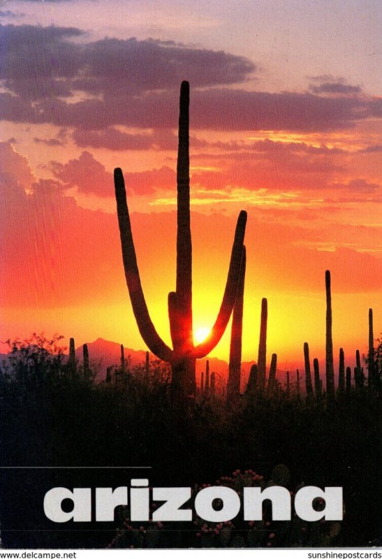 Arizona Saguaro National Monument Sunset Over Giant Cactus 1996