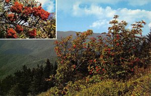 The Mountain Ash Bearing Ripe Fruit The Mountain Ash Bearing Ripe Fruit