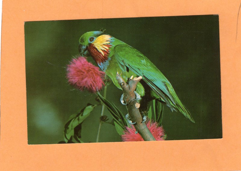 Colorful Parrot Postcard Bird San Diego Zoo Avian California Animal