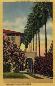 Oleanders & Bougainvilleas - Galveston, Texas TX  