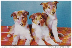 Dogs Young Collies