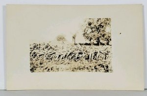 RPPC Crops After the Big Storm of 1923 Real Photo Postcard K11