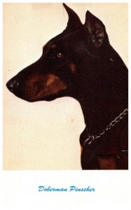 Dog   Doberman Pinscher