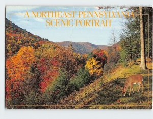 Postcard Autumn Time Whitetail Buck Deer Northeast Pennsylvania USA