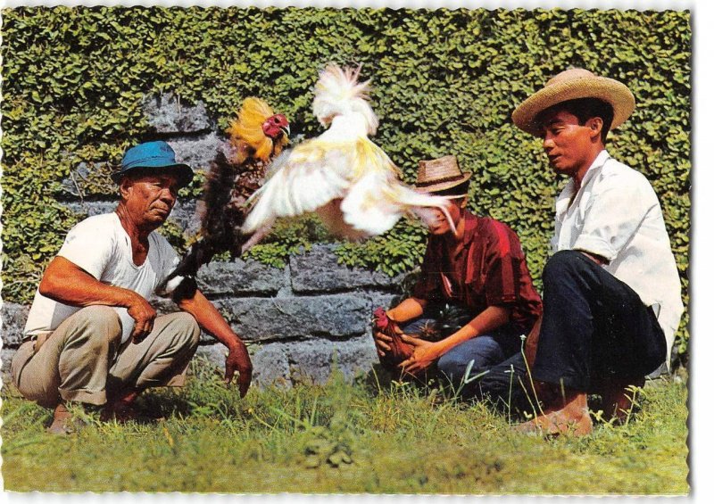 Sabong (Cockfight) PHILIPPINES Chrome 4x6 c1960s Vintage Postcard