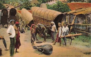 Postcard Branding Cattle Ceylon Sri Lanka