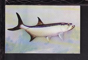 Tarpon Postcard 