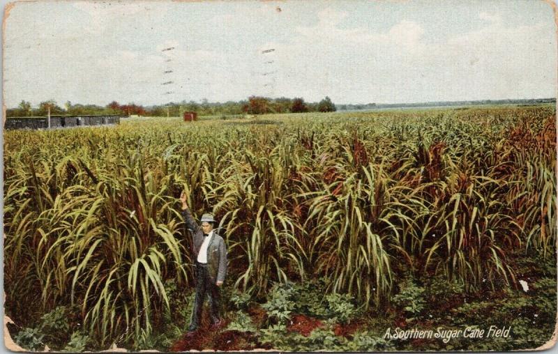 A Southern Sugar Cane Field c1909 Postcard D81 *As Is