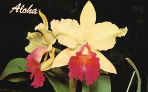 Vintage Postcard Vacation Aloha Cattleya Orchid Beautiful Flower Hawaiian Views