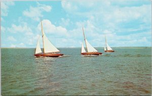 Greetings from Solomons Maryland MD Sailing Sail Boats Race Unused Postcard H23