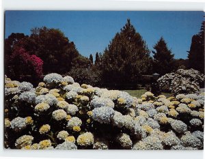 Postcard Gardens of Hydrangeas Rio Grande do Sul Brazil