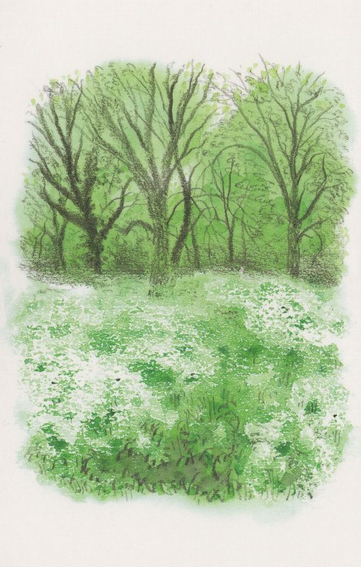 Regents Park Cow Parsley in Spring London Painting Postcard