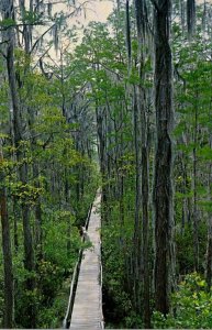 Georgia Waycross Okefenokee Swamp Park Boardwalk Framed With Moss Hung Cypres...