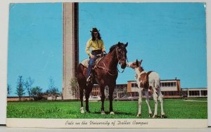 Horses Pals on University of Dallas Campus TX to Fremont Cal c1970s Postcard D6