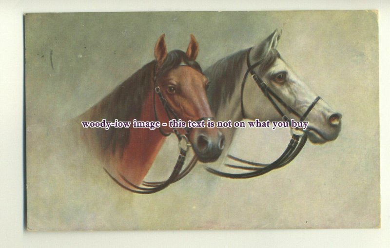 an0637 - Portraits of Gray & Chestnut Geldings in Tack, Artist - U/K - postcard