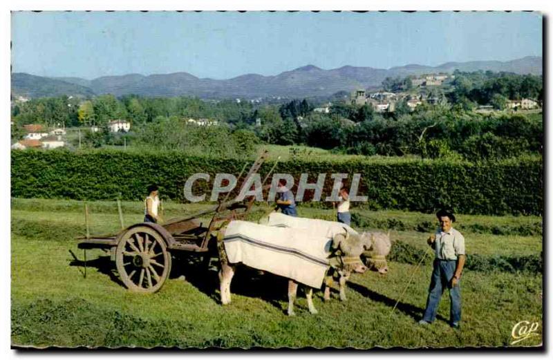 Old Postcard the Basque Country hitch Oxen