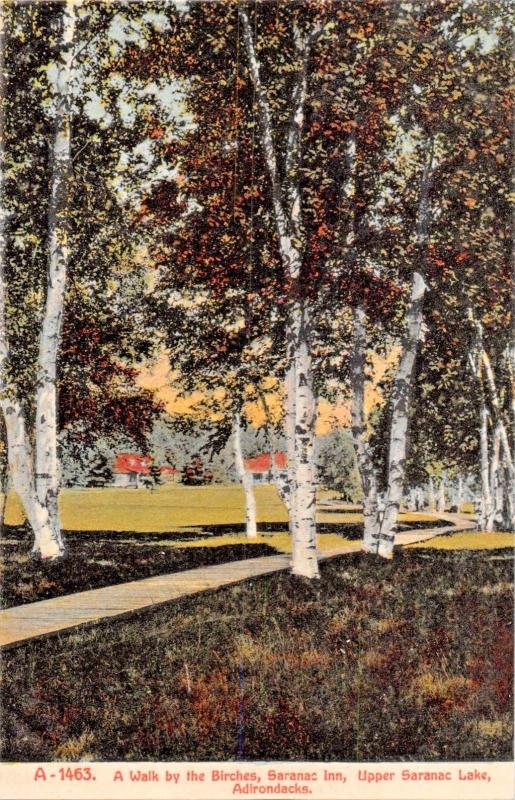 UPPER SARANAC LAKE  NEW YORK-~WALK BY THE BIRCHES SARANAC INN POSTCARD 1910s