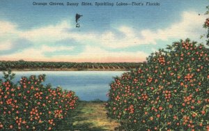 Vintage Postcard 1957 Orange Groves Sunny Skies Sparkling Lakes That's Florida