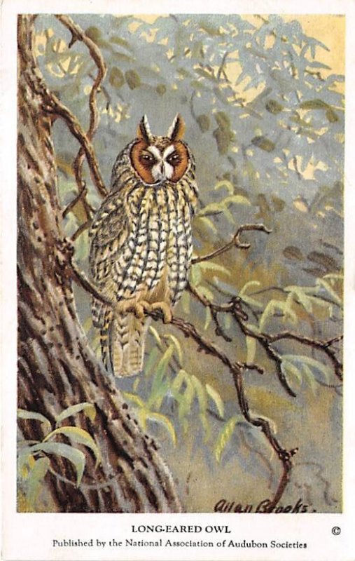 Long Eared Owl Artist Allan Brooks, Non  Backing Bird Non  Backing Unused 