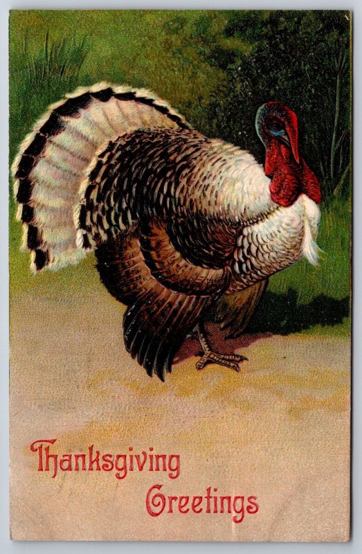 PFB Thanksgiving~White Feather Fan Turkey Portrait~Embossed~Series 7721~1907