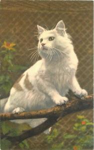 Beautiful Cat posing on branch 1950s Postcard 638